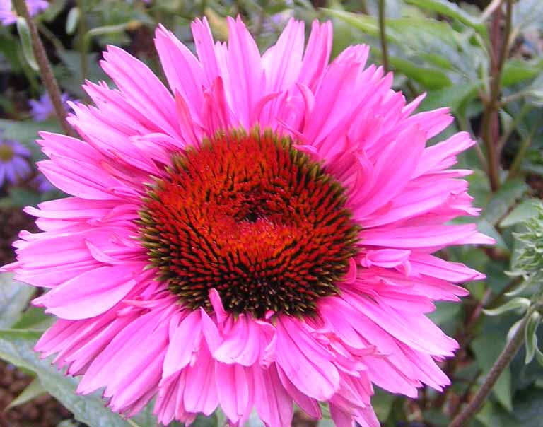 Echinacea Herbal Remedy